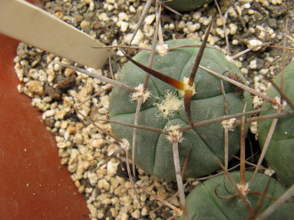 Gymnocalycium armatum CH889
