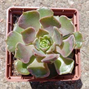 Echeveria Brown Rose