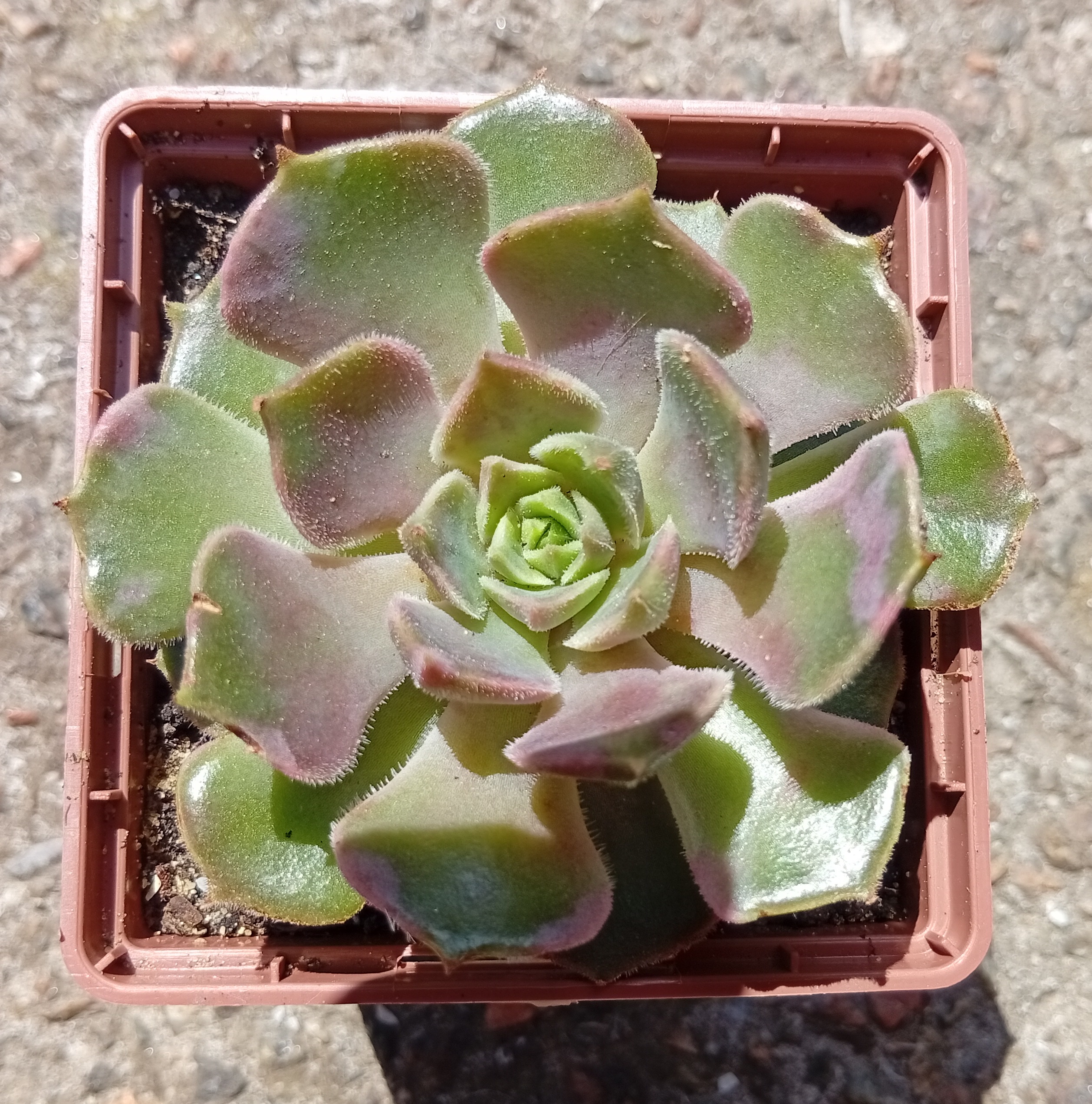 Echeveria Brown Rose