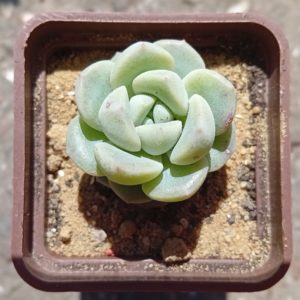 Echeveria Huan Meng