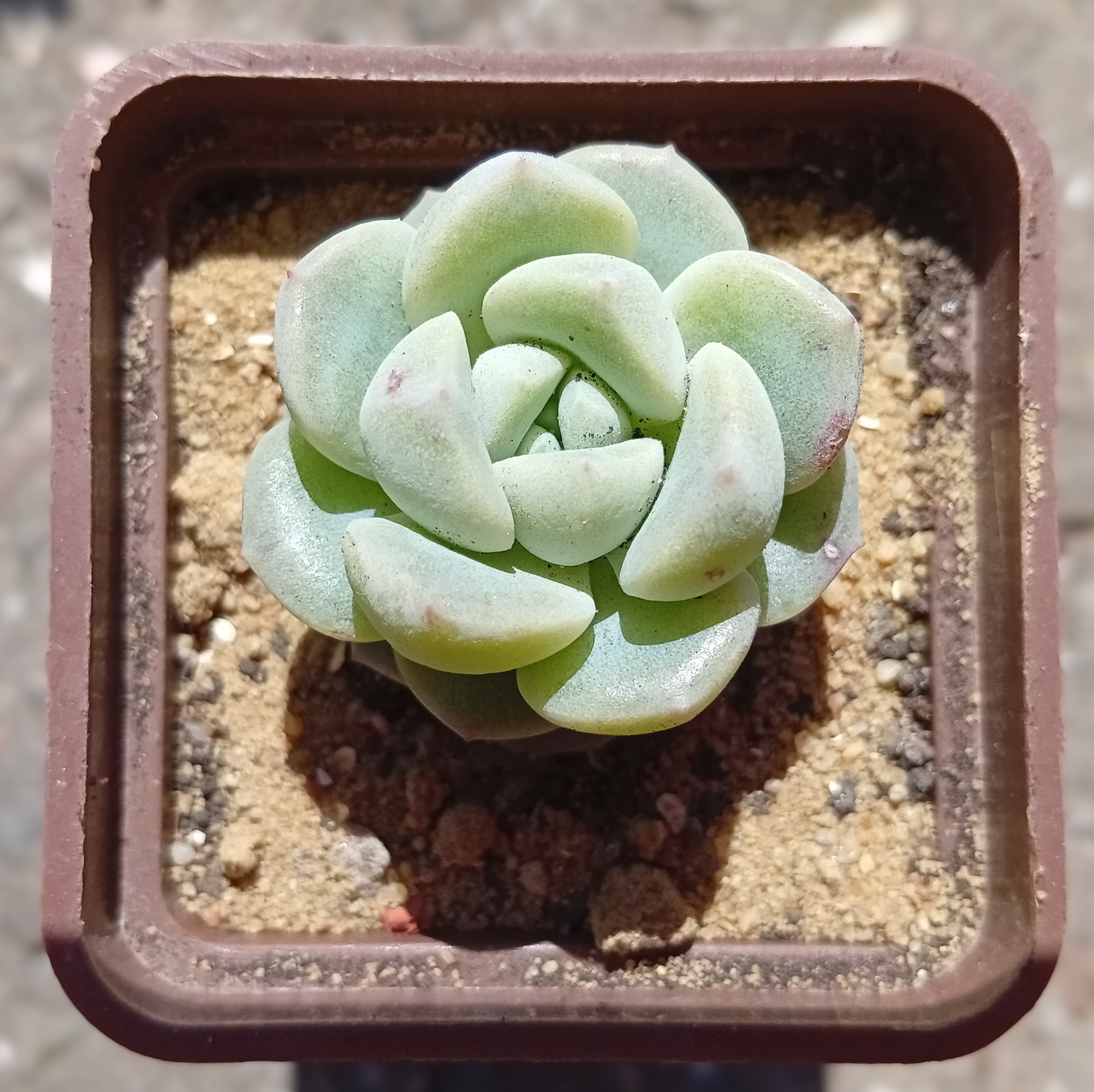 Echeveria Huan Meng