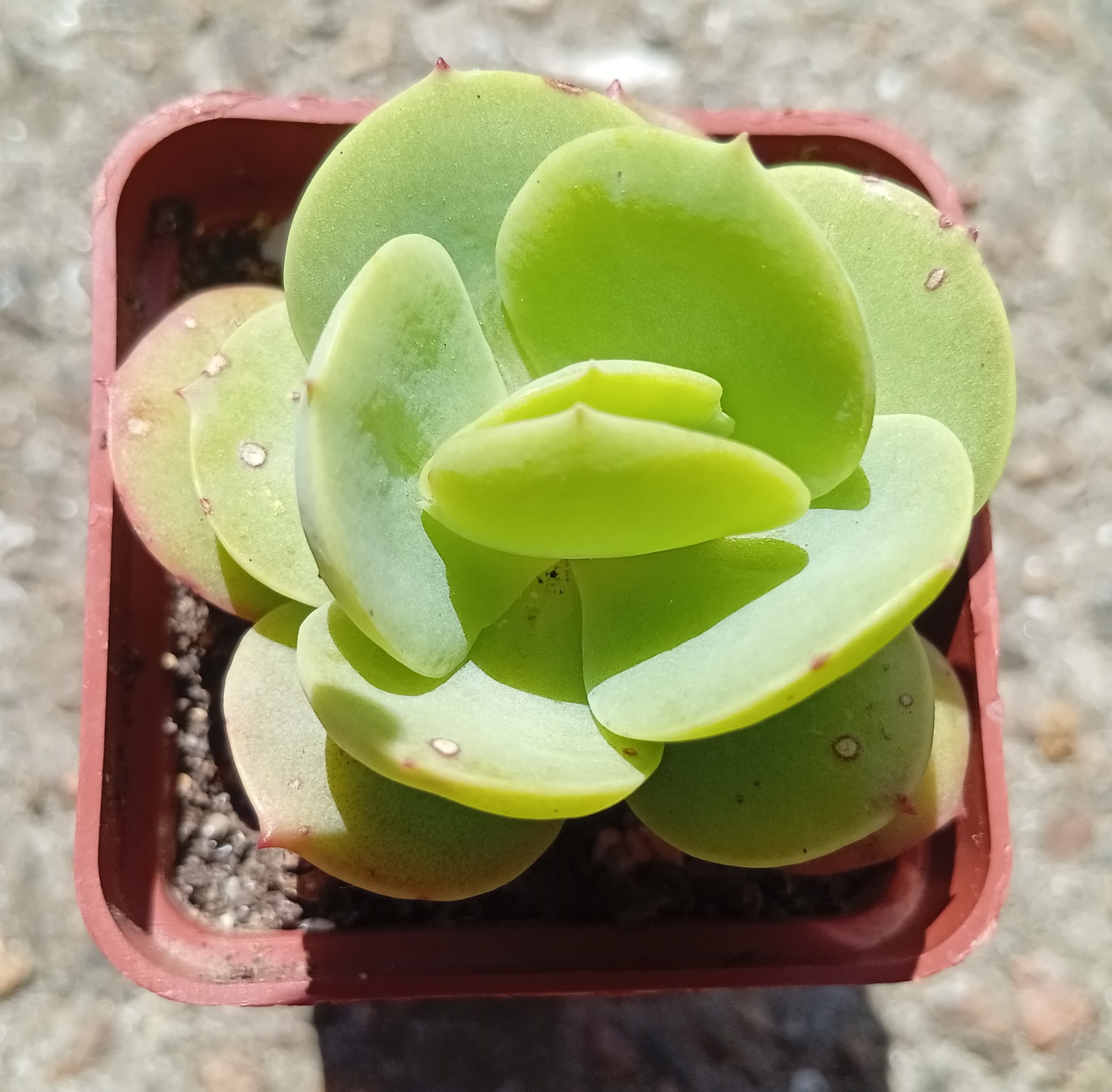 Echeveria Peach Pride