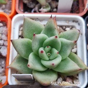echeveria agavoides San Francisco