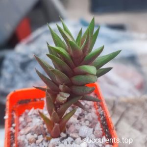 haworthia glabrata