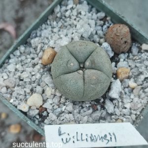 lophophora williamsii