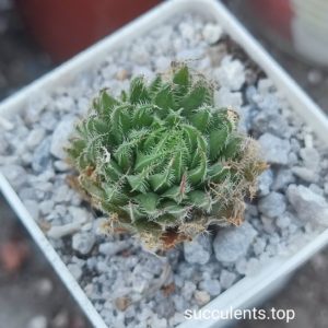 haworthia oddeteae