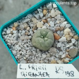 lophophora fricii gigantea RS198