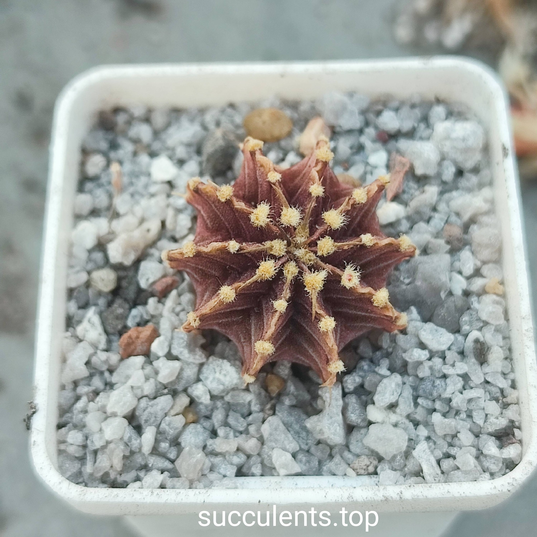 gymnocalycium michanovichii agua dulce