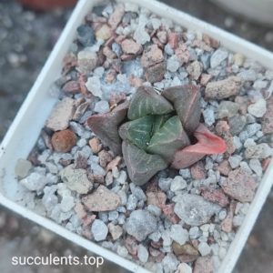 haworthia retusa mutica