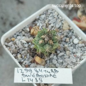 turbinicarpus swobodae L1289