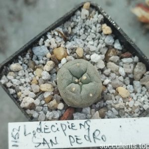 lophophora williamsii San Pedro
