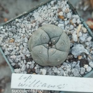 lophophora williamsii