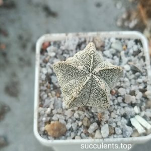 astrophytum onzuca