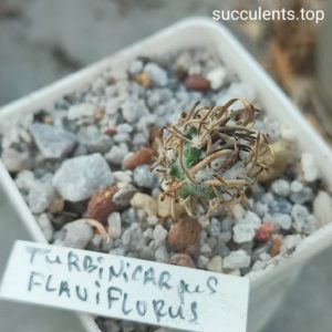 turbinicarpus flaviflorus