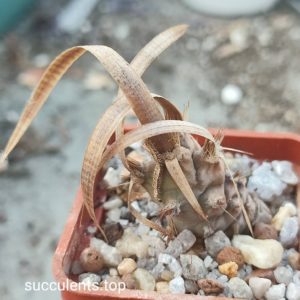 thephrocactus papyrocantus