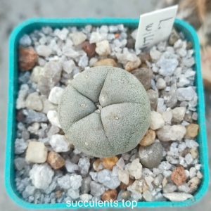 lophophora williamsii