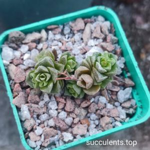 crassula dorothy