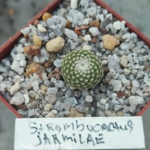 strombocactus jarminae