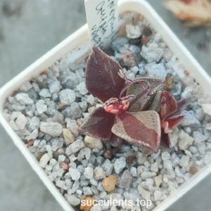 lenophyllum guttata variegata