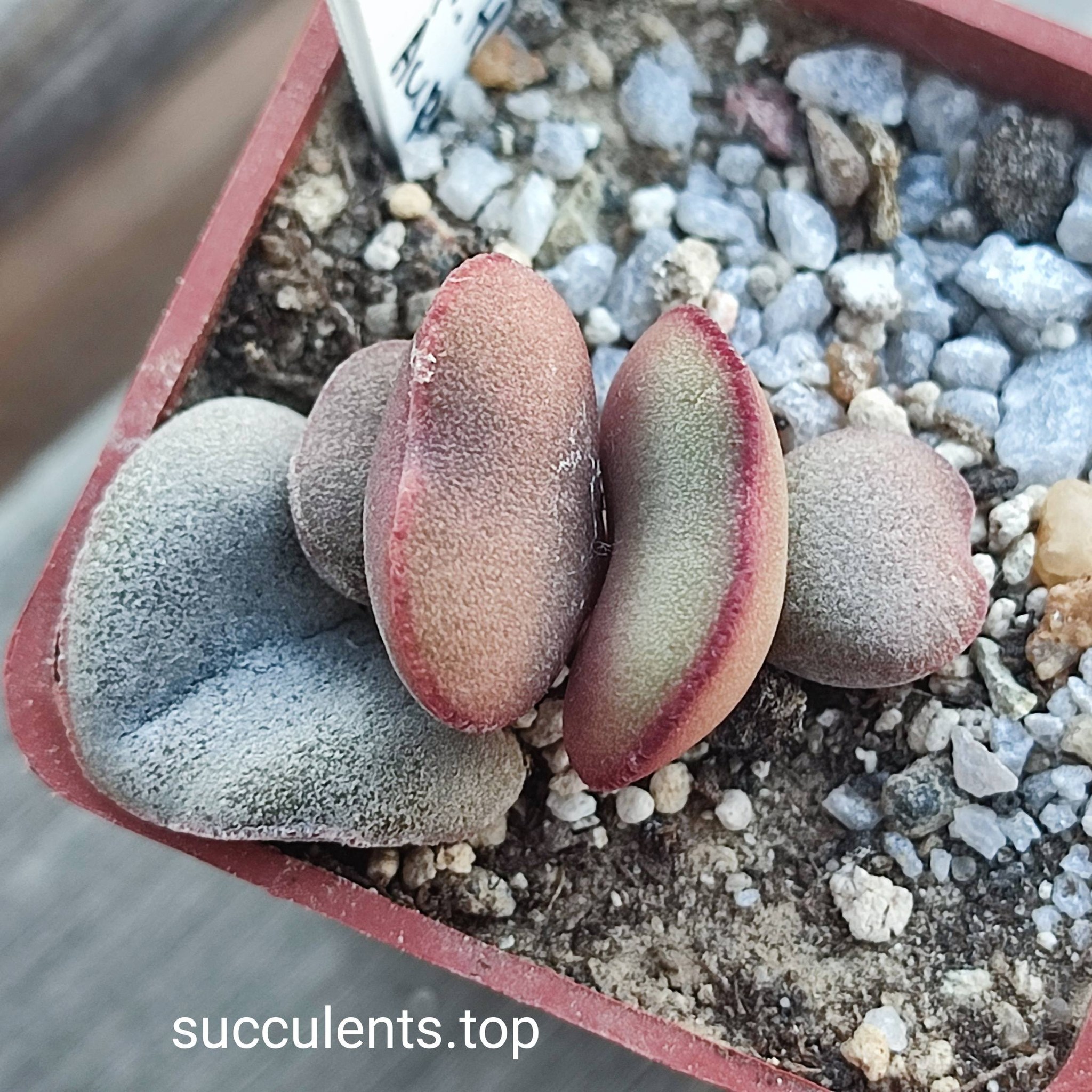 adromischus marianiae Halli  Aurus