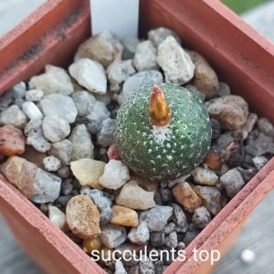 blossfeldia