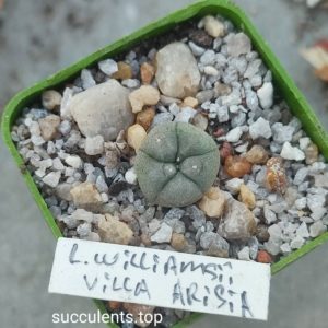 lophophora Villa Arista