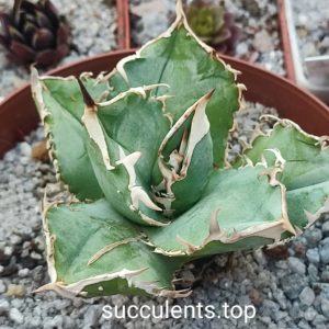 agave titanota cv kyoto