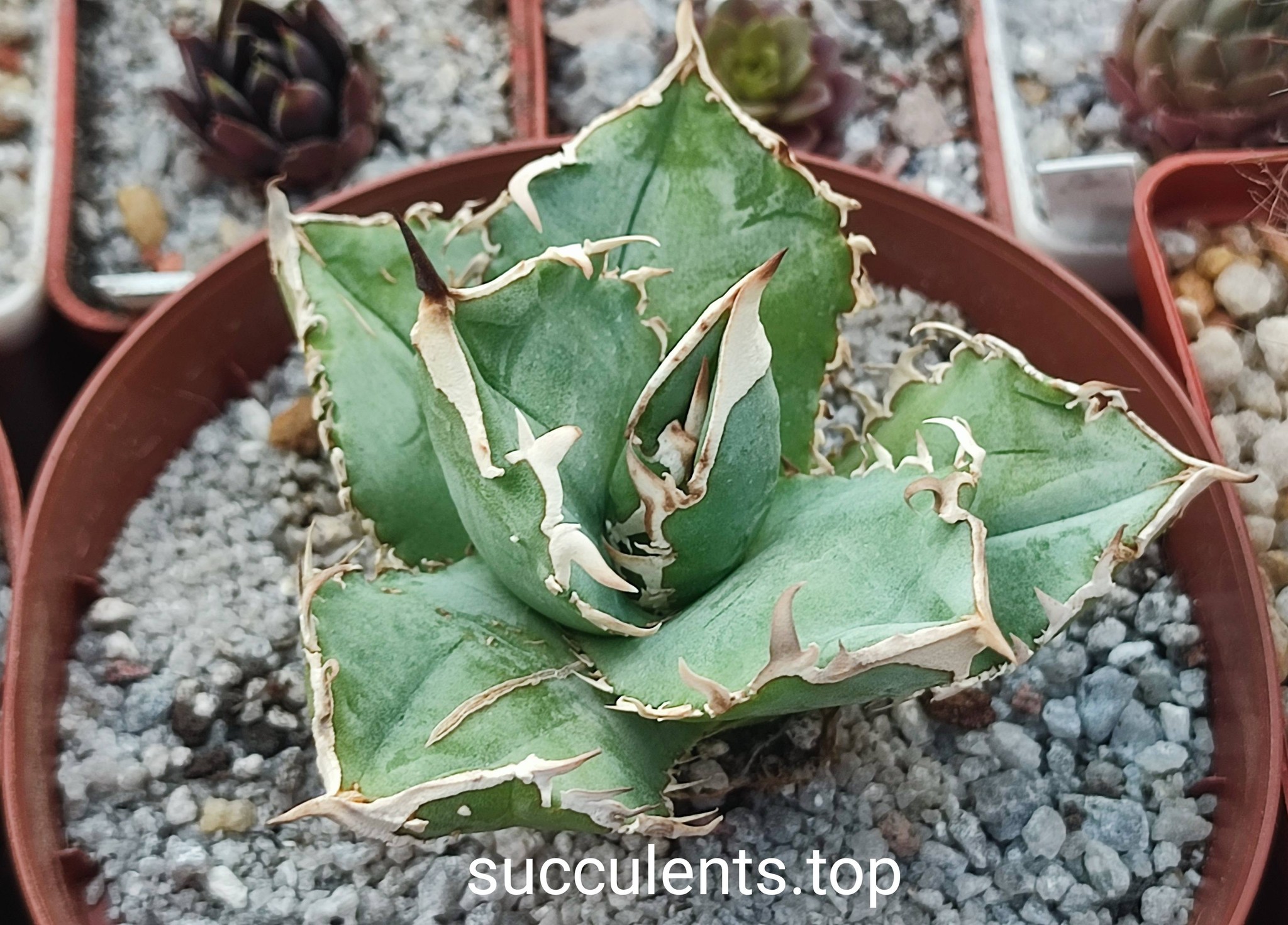 agave titanota cv kyoto