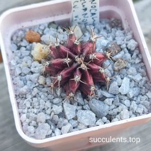 gymnocalicium mihanovichii violet x red
