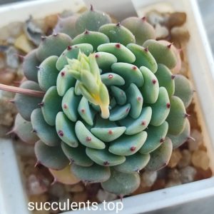 echeveria minima Puento Tasquila