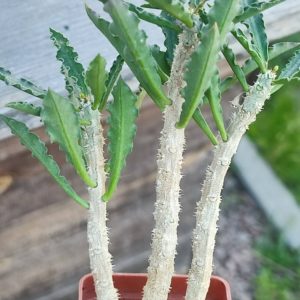 euphorbia capsaintemariensis