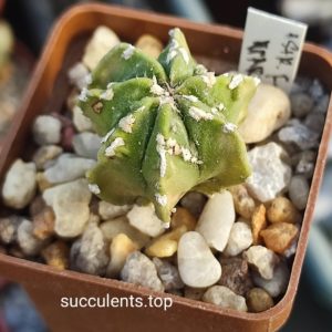 astrophytum myriostigma cv fukuryu