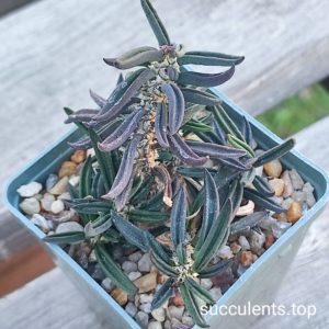 euphorbia cylindrifolia tuberiferaa