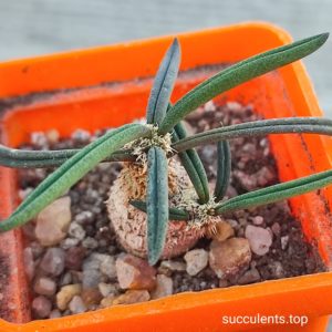 euphorbia cylindrifolia tuberifera