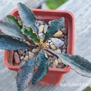 euphorbia francoisii