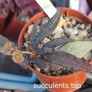 euphorbia francoisii pink