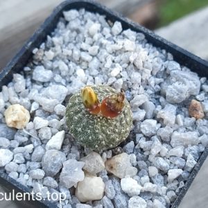 blossfeldia
