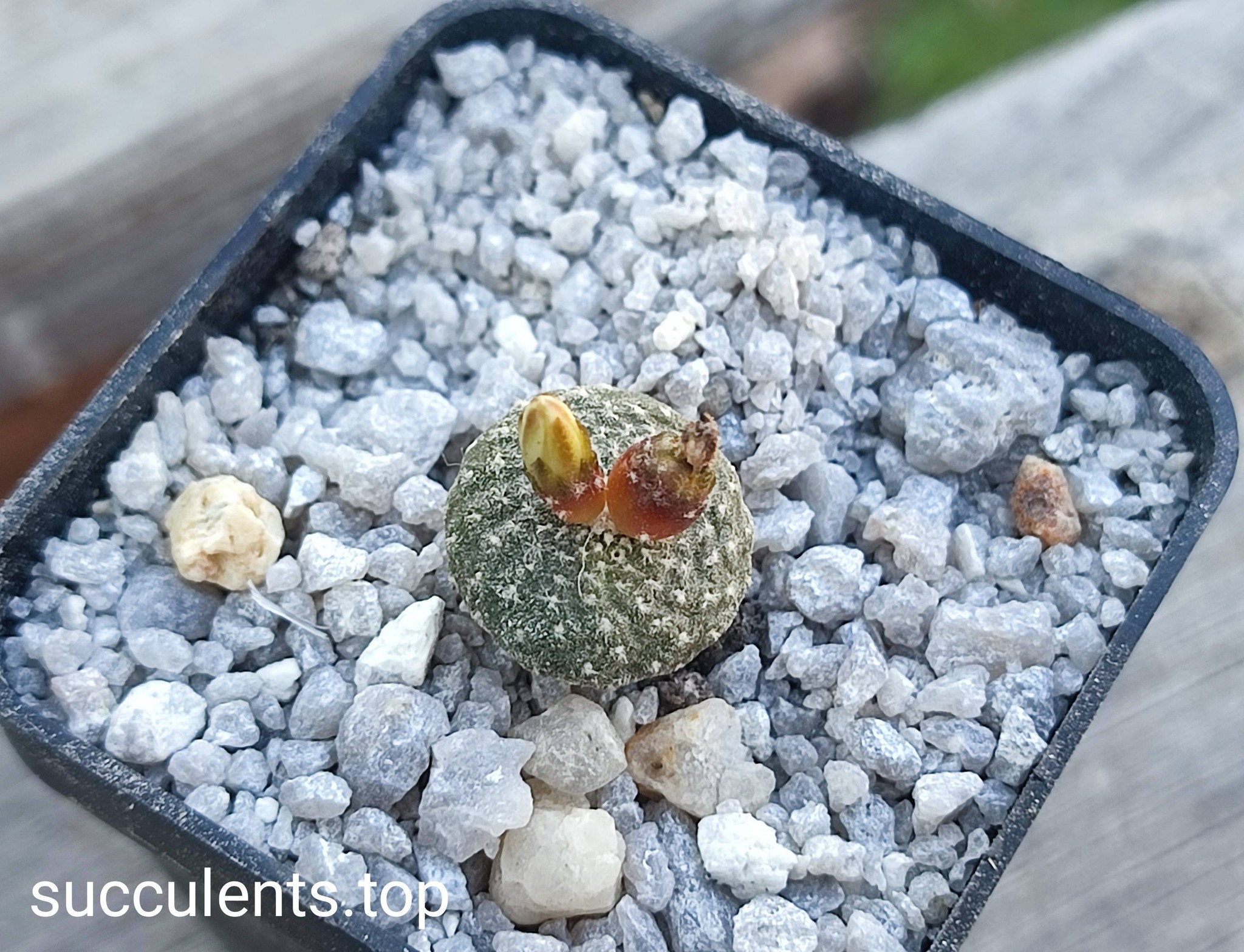 blossfeldia