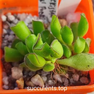 adromischus cooperi klein poort
