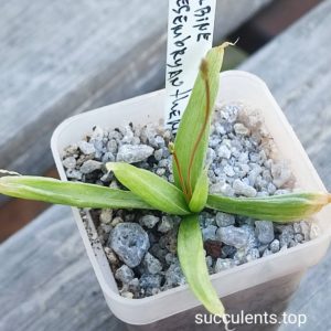 bulbine mesembryanthemoides