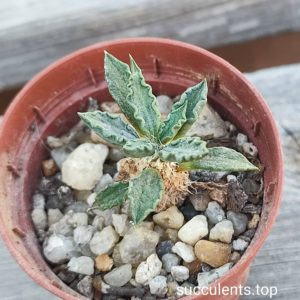 euphorbia tulearensis