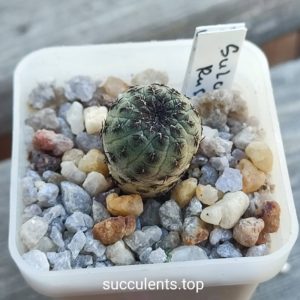 sulcorebutia rauschii