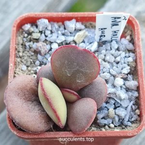 adromischus marianiae hallii Aurus