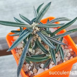 euphorbia cylindrifolia tuberiafera