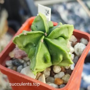 astrophytum myriostigma cv fukuryu