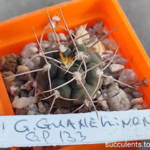 gymnocalycium guanchinense GP133
