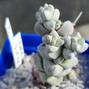 crassula deceptor