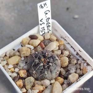 gymnocalycium berchtii VS153