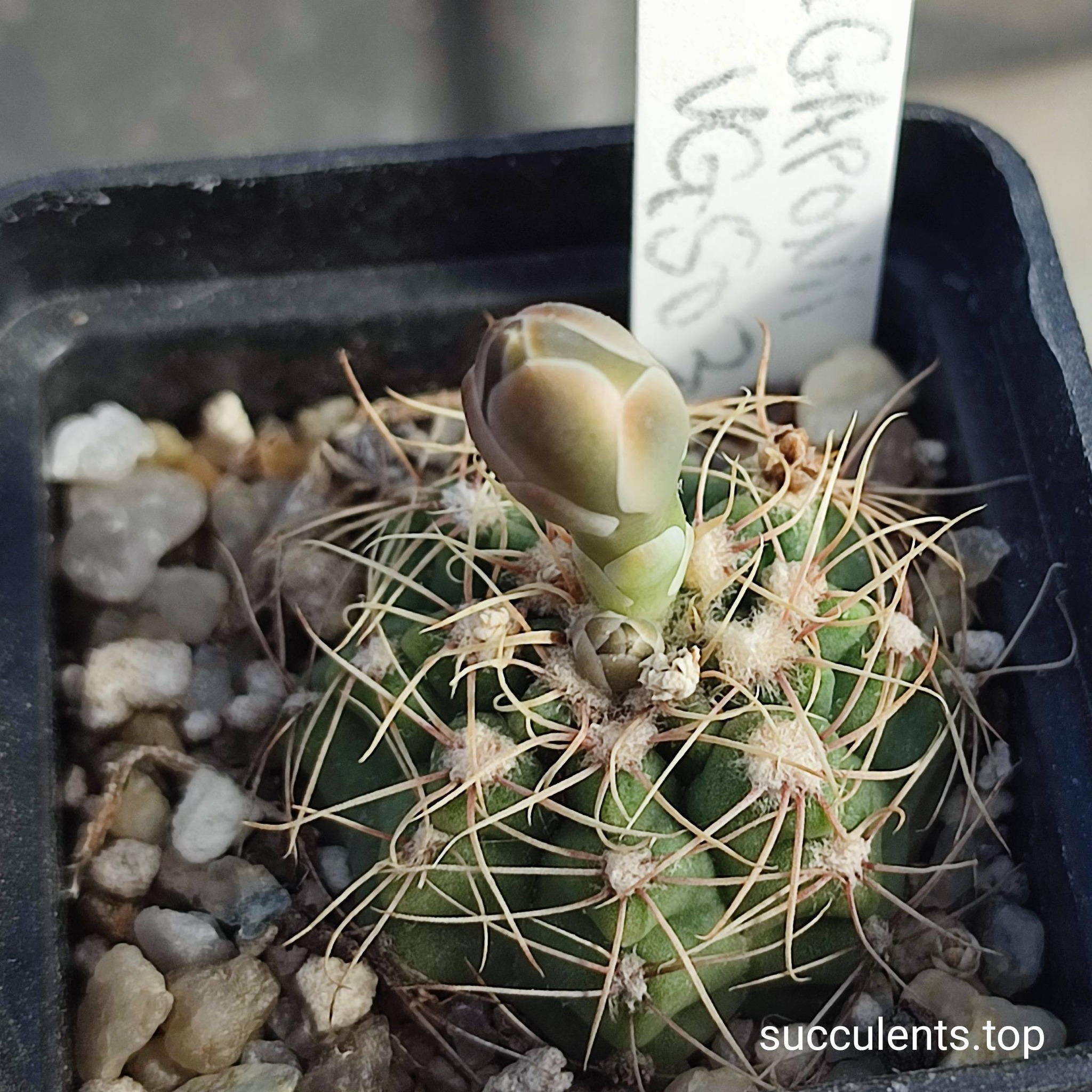 gymnocalycium gaponii VG503