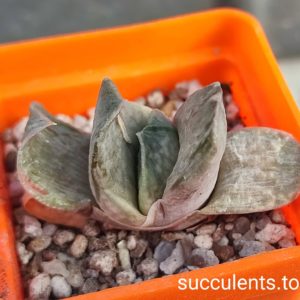gasteria gracilis variegata